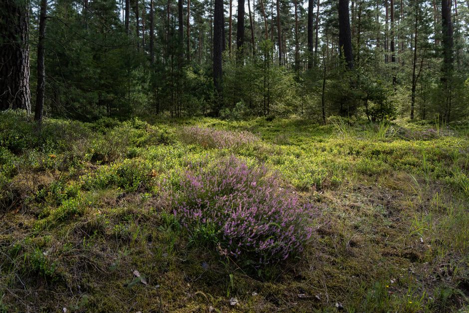 arienheide boerlinghausen wupperquellegebiet